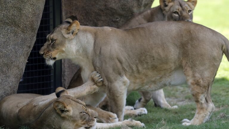 Four Lions Test Positive For Covid-19 At Barcelona Zoo