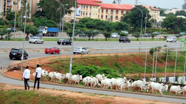 FCTA bans open grazing in Abuja, establishes RUGA in three area councils