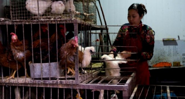 China Confirms First Human Case Of Bird Flu Strain