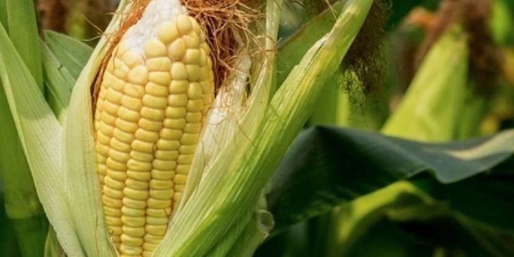 FG approves evaluation, open cultivation of TELA maize