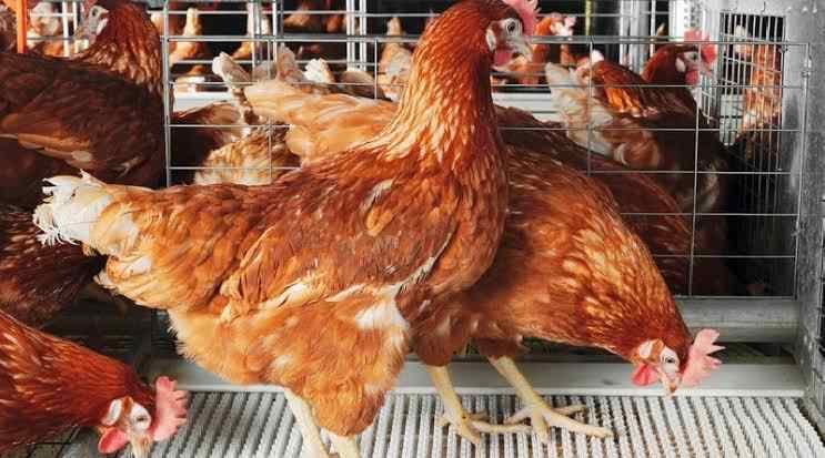 Christmas: Nigerians lament increase in price of chicken