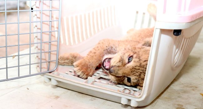 Lion Cub Rescued In Abuja, Suspected Traffickers Arrested