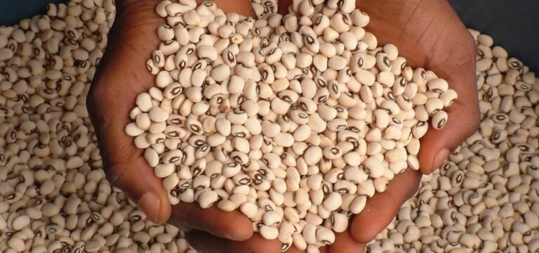 Why Nigerian govt must ban GMOs, BT cowpea – HOMEF