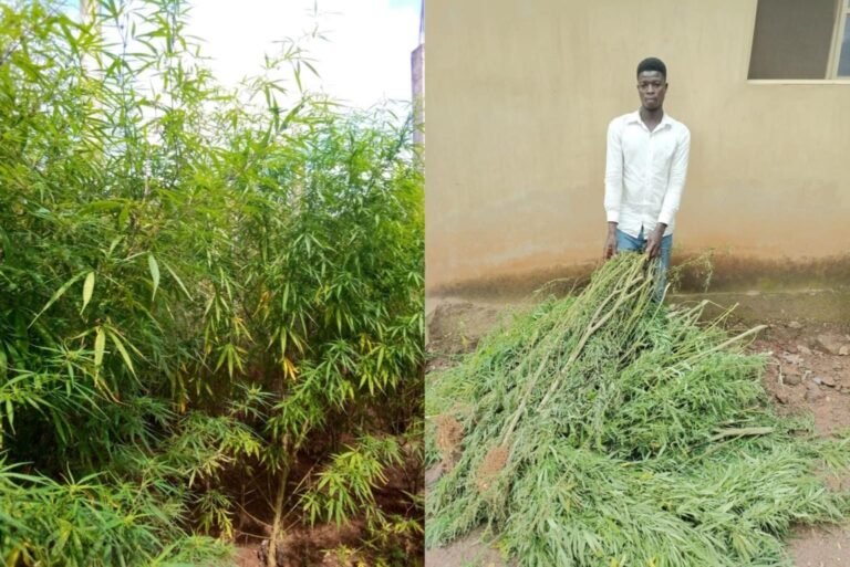 Police uncover marijuana plantation in Abuja, arrest owner