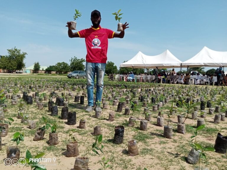 NGO distributes 20,000 tree seedlings to Boko Haram survivors in Adamawa LG