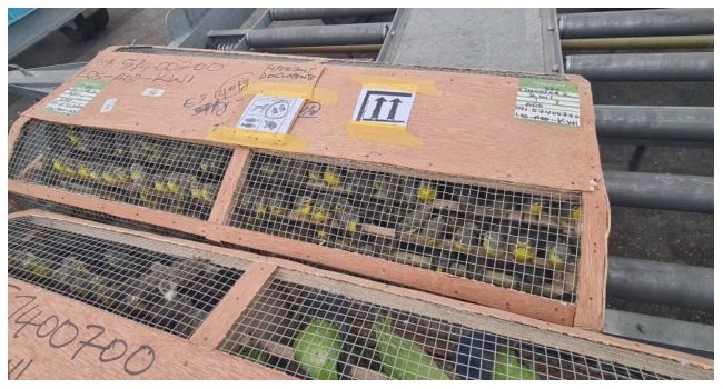 Customs Intercept 1,620 Birds Bound For Kuwait